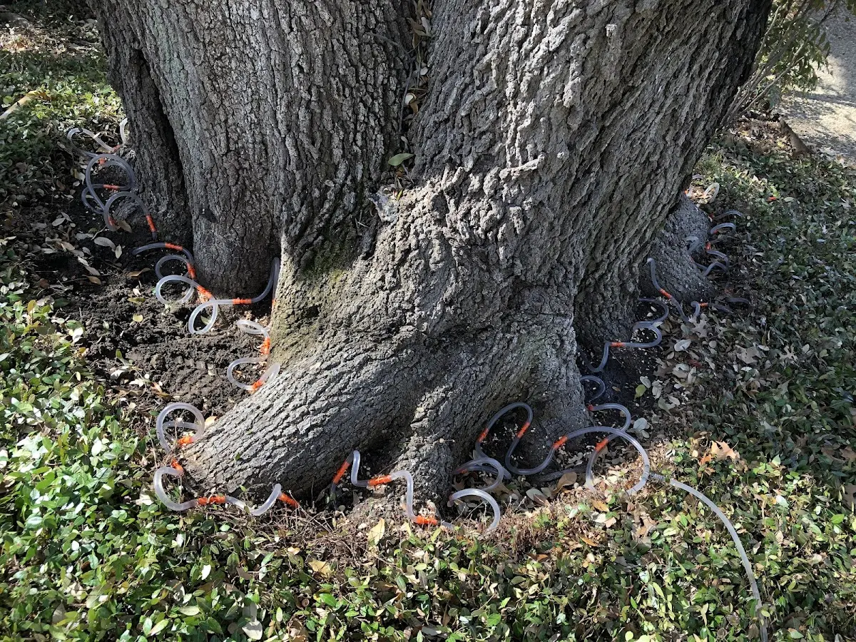 Detailed Shrub and Hedge Trimming job site in Hingham
