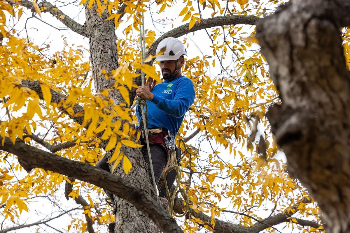Skilled Tree Planting crew working in Hingham